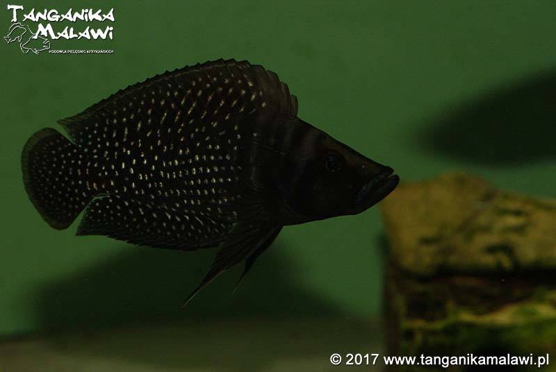 Altolamprologus calvus 'Lupota' (Black)